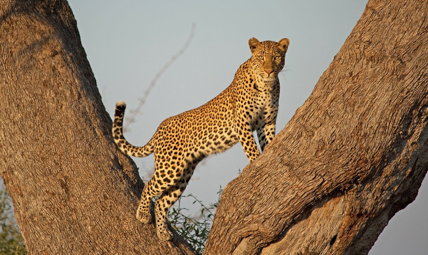 Tented camp in Tanzania