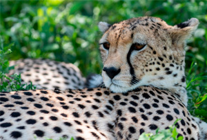 7 day serengeti migration