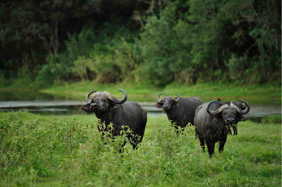 11 days serengeti safari