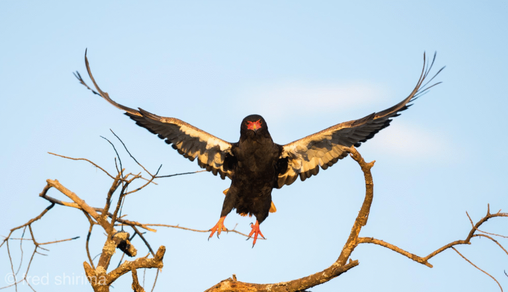5 days tarangire and lake natron