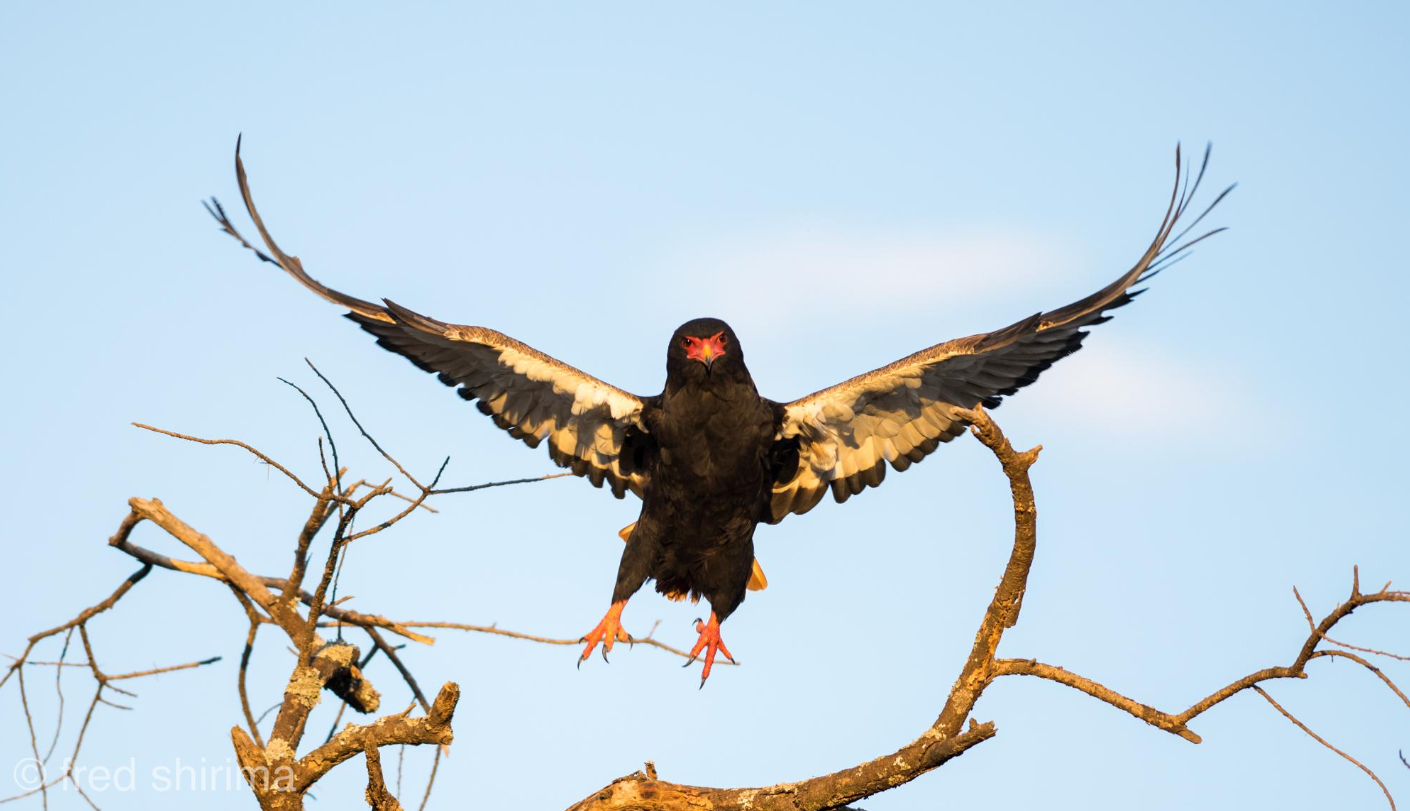 5 days tarangire and lake natron