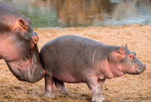 2 days safari in tanzania