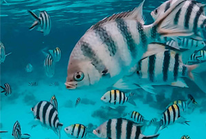 5 days zanzibar holidayv